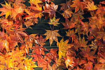 ベンチの上の紅葉