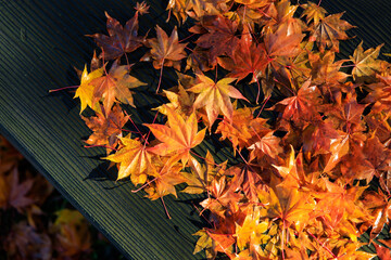 ベンチの上の紅葉