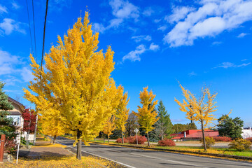 イチョウの並木道