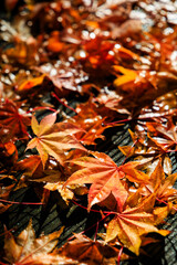 ベンチの上の紅葉