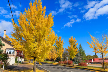イチョウの並木道