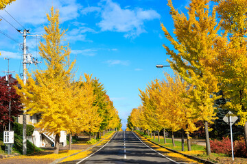 イチョウの並木道