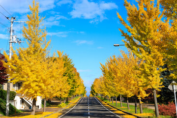 イチョウの並木道