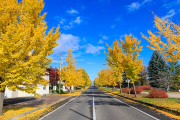 イチョウの並木道