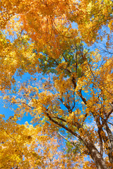 Orange and yellow fall leaves. Fall season colors. Nature in autumn. Fall weather outdoor. Leaves in autumn nature forest. Fallen leaves. Bright colors. Autumn nature forest