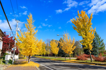イチョウの並木道
