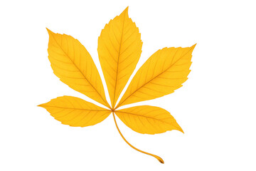 Yellow autumn leaf illustrating the changing season and fall colors, a natural symbol of transition on transparent background