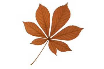 Buckeye horse chestnut leaf in a warm brown color, featuring typical palmate venation, symbolizing autumn and fall season, transparent background