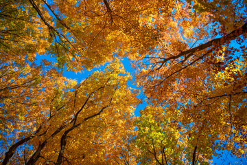 Autumn tree. Nature in fall season. Autumnal sunny day. Seasonal leaves on tree. Natural autumn leaves. Autumn beauty of nature. Fall season nature. Fall leaves of tree. Amber woods