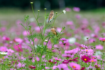 コスモスと野鳥たち