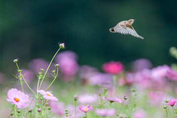 コスモス畑でノビタキの飛び立ち