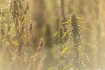 Field landscape with cannabis, used for medical treatment of fatal diseases like cancer, smoking for fun causing addiction, and for industrial use like constructions, textile production, insulation.