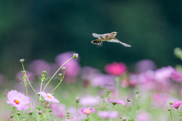 コスモス畑でノビタキの飛び立ち