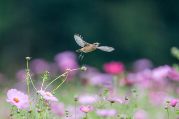 コスモス畑でノビタキの飛び立ち