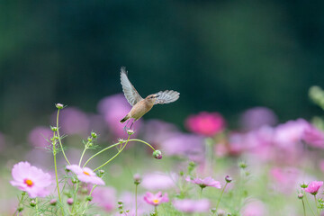 コスモス畑でノビタキの飛び立ち