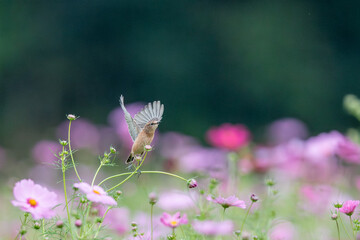 コスモス畑でノビタキの飛び立ち