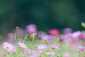 コスモス畑でノビタキの飛び立ち