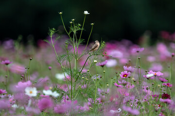 コスモスとノビタキ