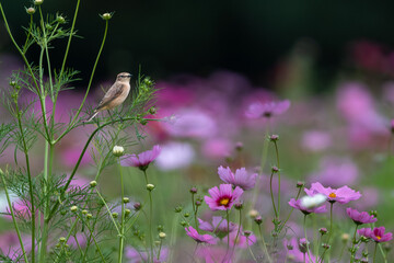 コスモスの枝に止まるノビタキ