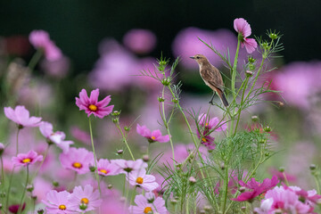 コスモスの枝に止まるノビタキ