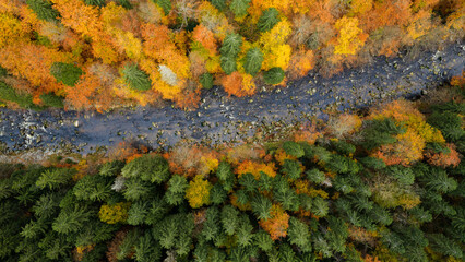Aerial view of colorful autumn forest with river. Beautiful beech and spruce forest.