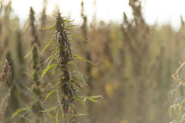 Field landscape with cannabis, used for medical treatment of fatal diseases like cancer, smoking for fun causing addiction, and for industrial use like constructions, textile production, insulation.