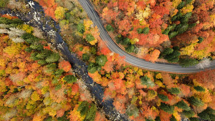 Aerial view of the road in the middle of the colorful autumn forest. Beautiful beech and spruce forest.