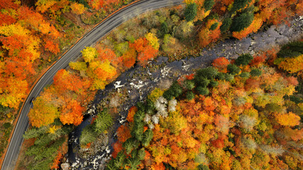 Aerial view of the road in the middle of the colorful autumn forest. Beautiful beech and spruce forest.