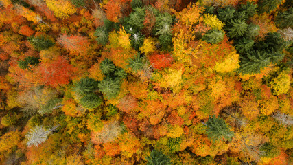 Aerial view of colorful autumn forest. Beautiful beech and spruce forest.