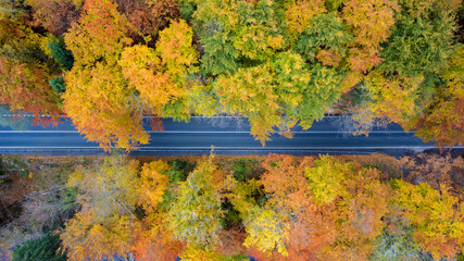 Aerial view of the road in the middle of the colorful autumn forest. Beautiful beech and spruce forest.