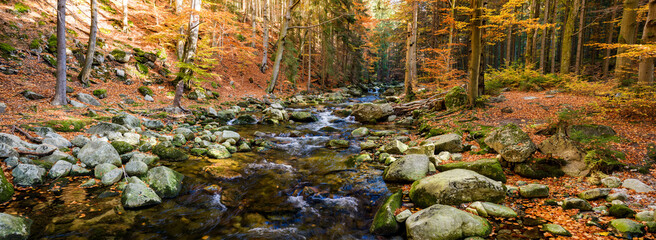 Panorama view of the mountain river in the middle of the colorful autumn beech and spruce forest