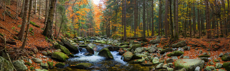 Panorama view of the mountain river in the middle of the colorful autumn beech and spruce forest