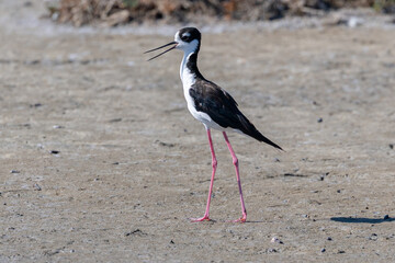 Close-up of a black-necked stilt, seen in a North California marsh 
