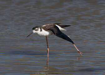 Close-up of a black-necked stilt, seen in a North California marsh 