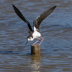Close-up of a black-necked stilt landing, seen in a North California marsh 