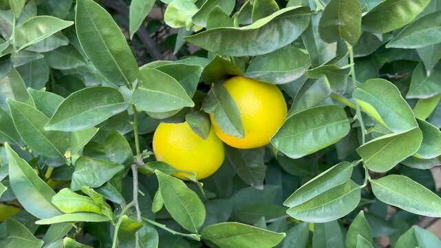 Oranges ripening on a tree in a backyard orchard, Los Angeles, Southern California