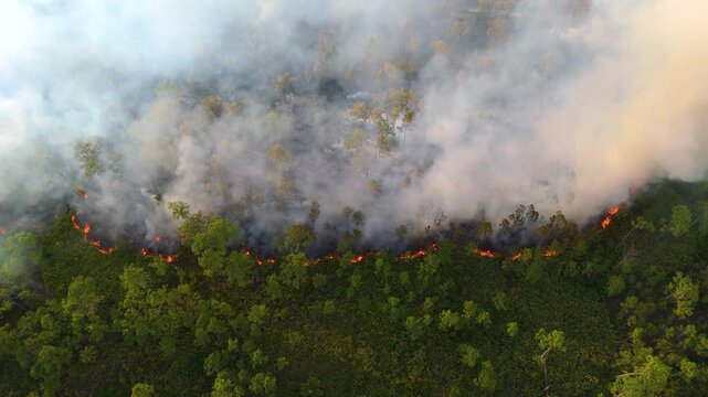 Florida land management prescribed burn, reducing hazardous vegetation fuel while producing columns of dark smoke.