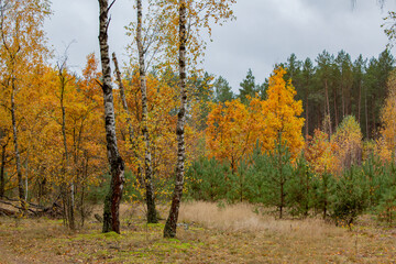 Fototapeta premium Autumn landscape in a mixed forest. Yellow foliage on birch trees, withered grass, young pine forest.