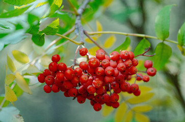 Bright Red Rowan Berries on Tree Branch with Green Leaves