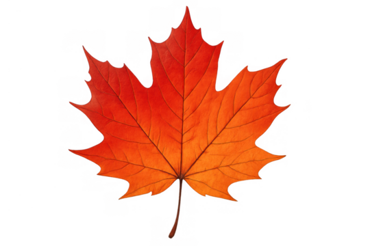 Autumn maple leaf showing vibrant red and orange changing colors, representing fall season and nature, transparent background