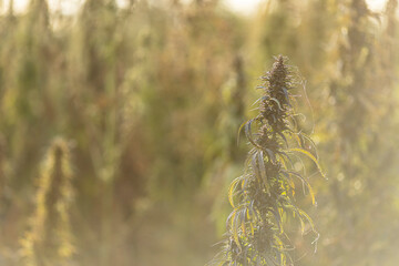 Field landscape with cannabis, used for medical treatment of fatal diseases like cancer, smoking for fun causing addiction, and for industrial use like constructions, textile production, insulation.