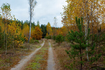 Autumn landscape in a mixed forest. Forest path, yellow foliage on birch trees, withered grass, young pine forest.