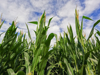 Rows of healthy green corn crops within an agricultural field. Plants are lush and green, set against a cloudy blue Summer sky. Captured in early July in the Midwest, USA.