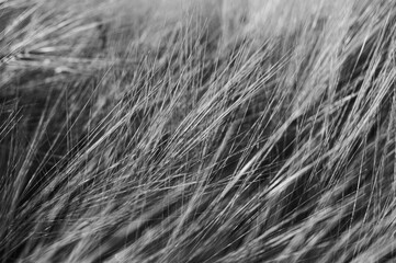 Dramatic monochrome close-up of wheat field. Captures the essence of agriculture, harvest, and natural beauty. Ideal for themes of growth, sustenance, and rural life
