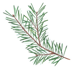 Watercolor illustration of a single fir branch with green needles and brown stem on white background. Hand-painted botanical element perfect for Christmas design, winter decor, and natural composition