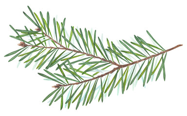 Watercolor illustration of a single fir branch with green needles and brown stem on white background. Hand-painted botanical element perfect for Christmas design, winter decor, and natural composition © Tishina