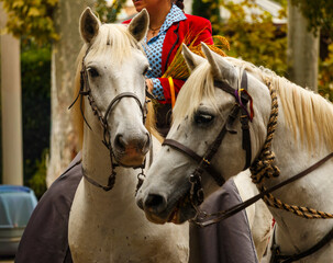Two White Horses in Rice Parade Arles France Provence Camargue 