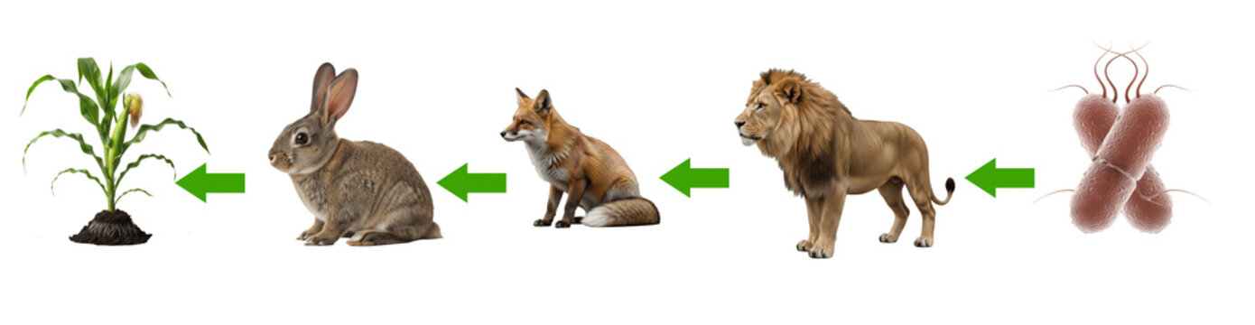 food chain showing energy flow between plants, herbivores, carnivores, and decomposers, symbolizing ecosystem balance, biodiversity, and nature&rsquo;s interdependence &ndash; Oil P