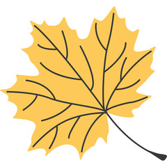 A bright yellow maple leaf with dark lines representing veins on a transparent background symbolizing autumn season and fall foliage