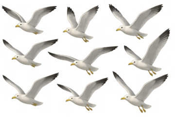 Seagulls flying in a flock, showcasing wildlife and movement. Transparent background for versatile use